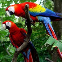 Parrots - Scarlet Macaws