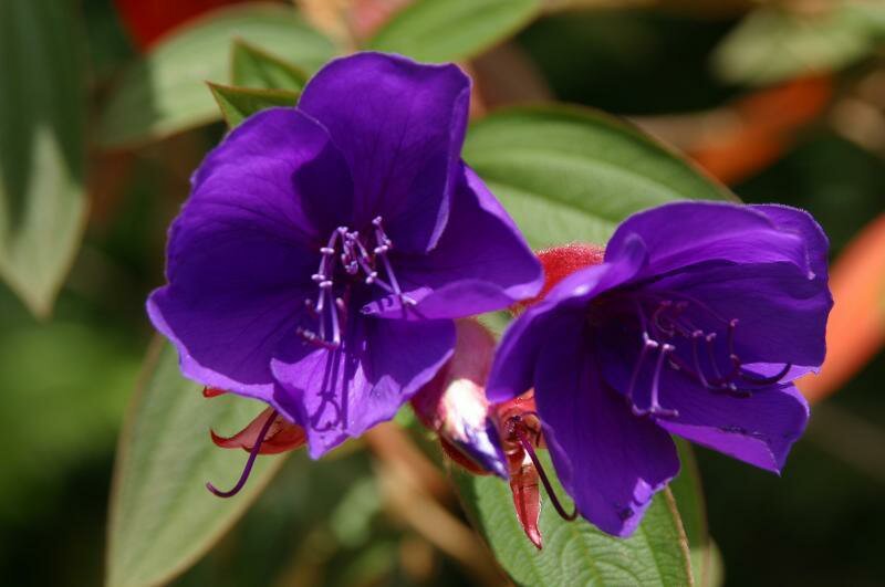 Costa Rica - flower